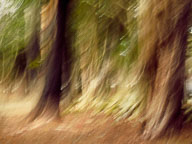 Color and Movement in Nature